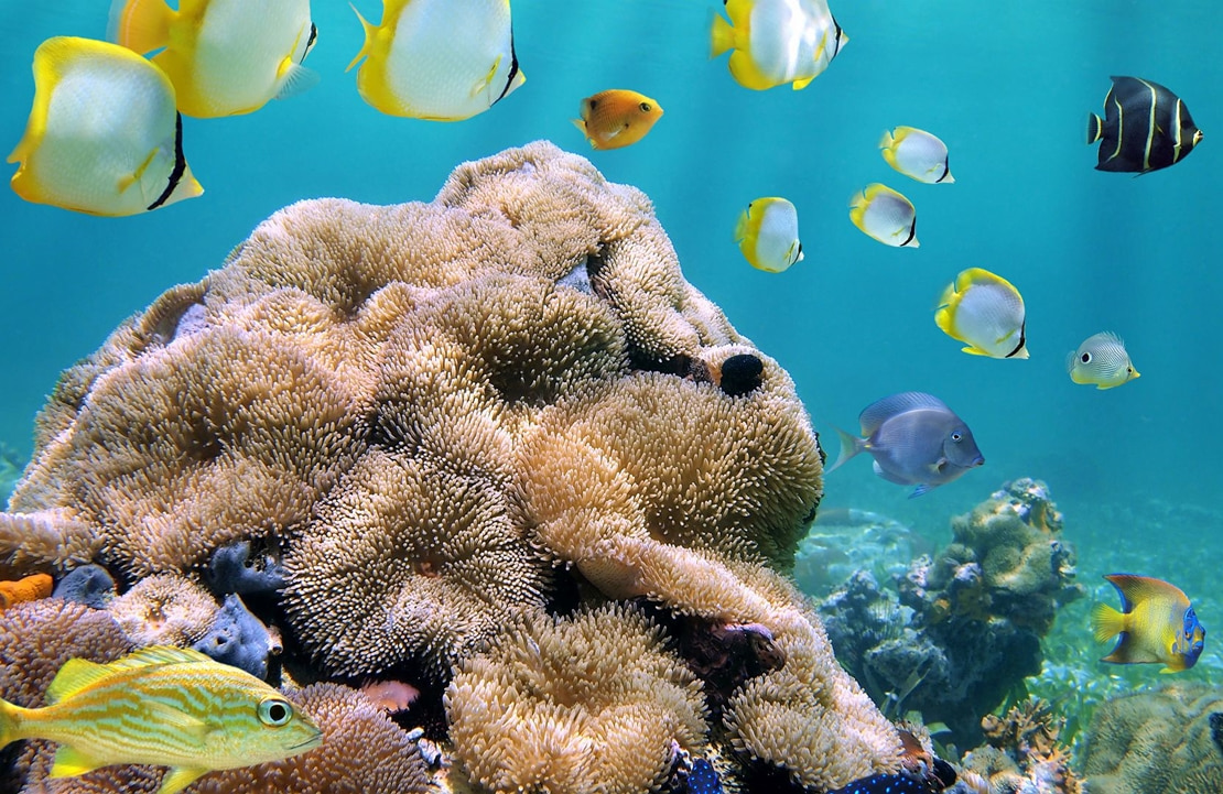 Croisière aux Seychelles - Les paysages sous-marins de Praslin - Amplitudes