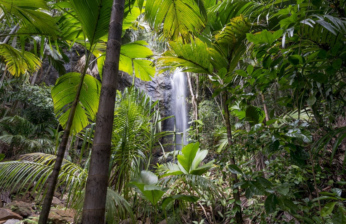 Voyage nature aux Seychelles - La Vallée de Mai - Amplitudes