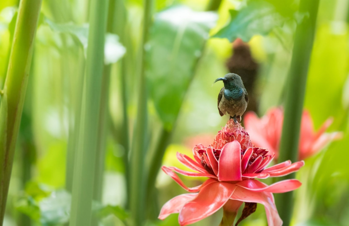 Voyage culturel dans la Vallée de Mai - Combien de temps se perdre dans la jungle - Amplitudes