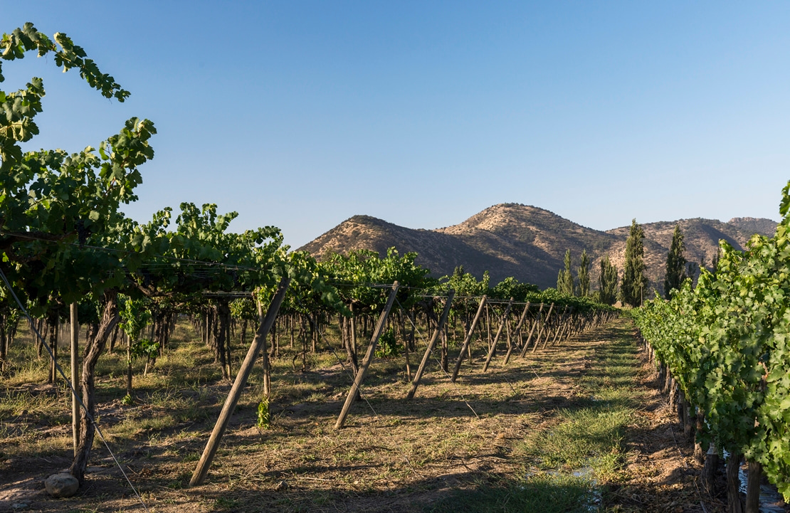 Séjour œnologique dans la vallée de Maipo - Que faire au Chili ? En savourer le fruit - Amplitudes