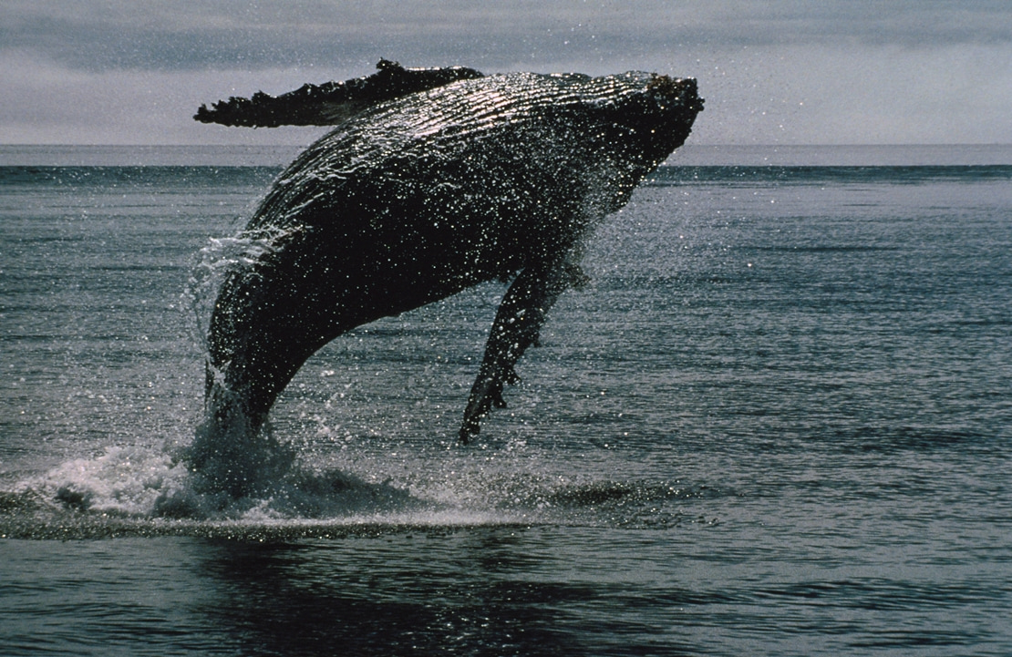 Road trip au Québec - Une sortie baleine à Tadoussac - Amplitudes