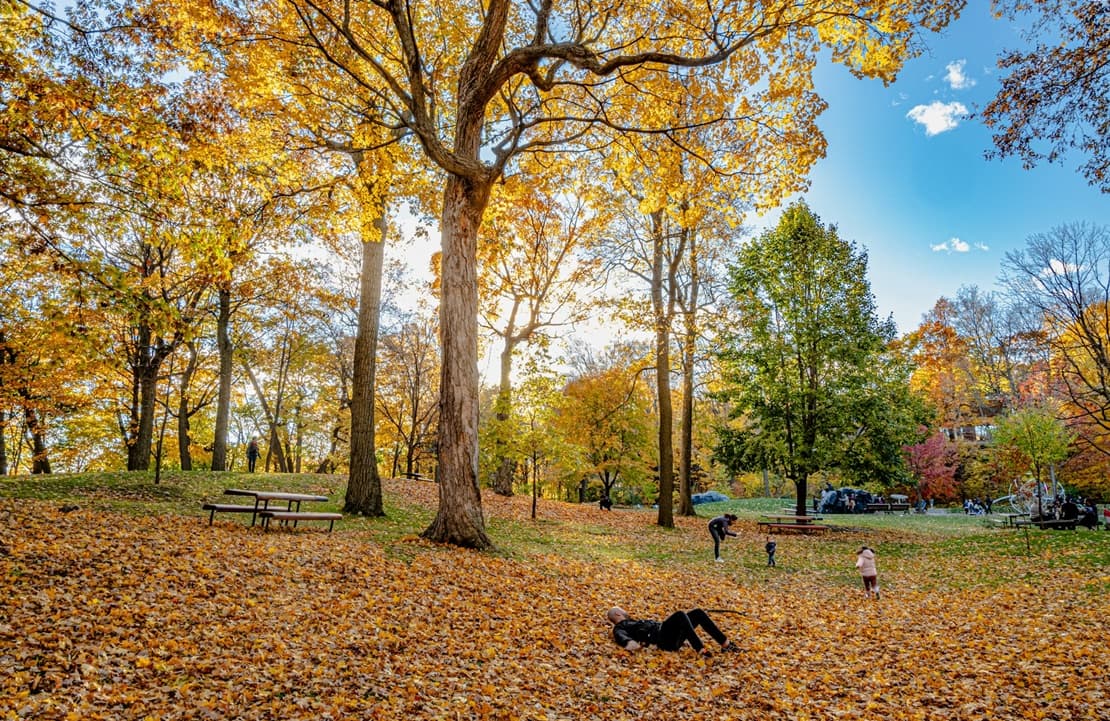 Séjour dans la capitale québécoise - Parc du Mont Royal - Amplitudes