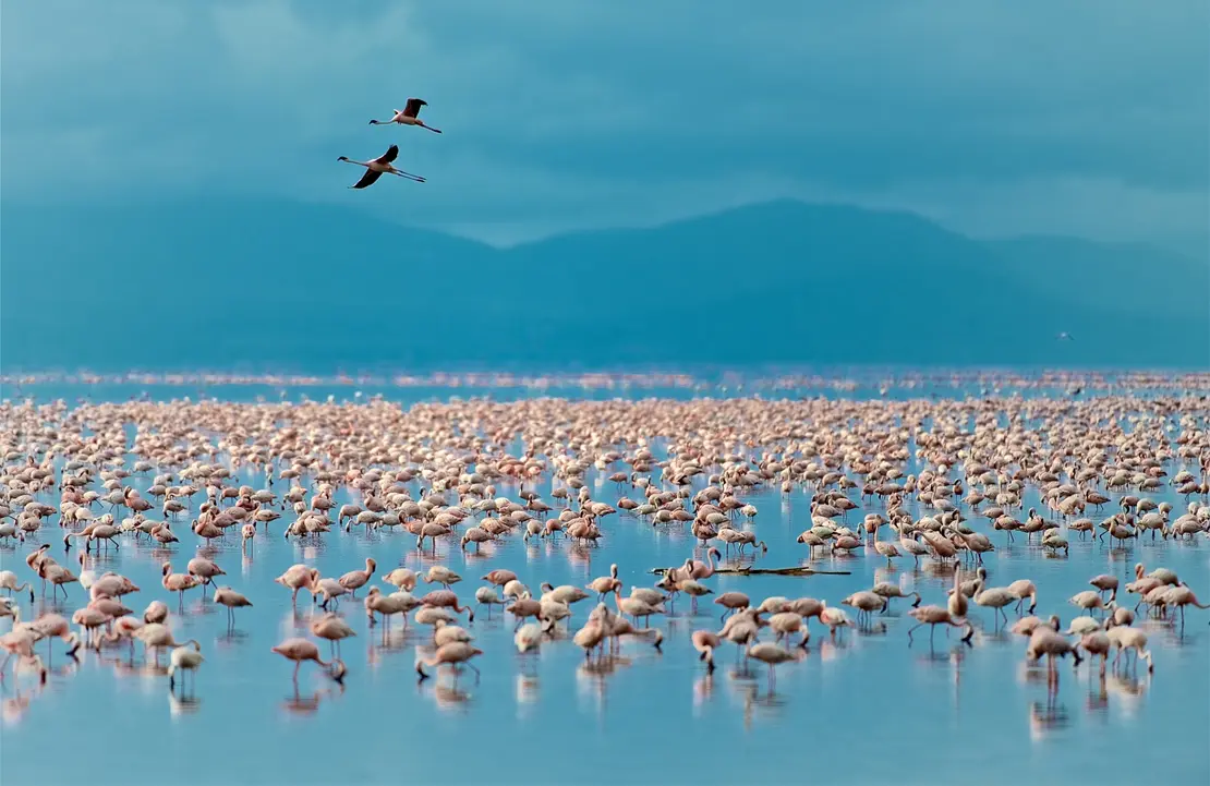 Lac Manyara - Flamants Roses - Amplitudes