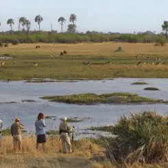 Le delta de l’Okavango : notre guide découverte