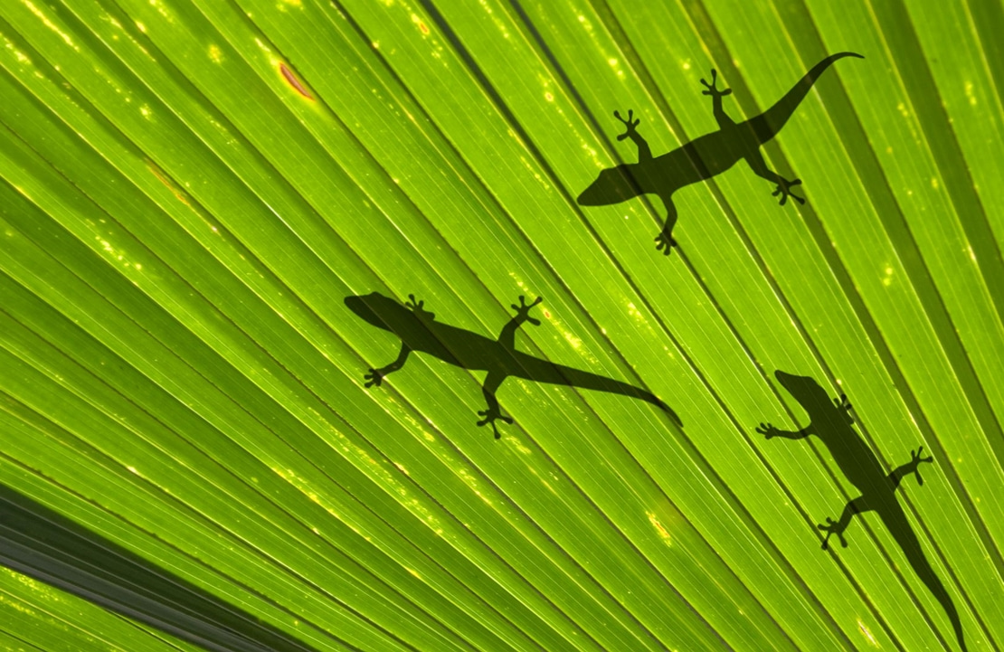 Séjour balnéaire aux Seychelles - Les petits geckos de Mahé se prélassant sur une palme - Amplitudes