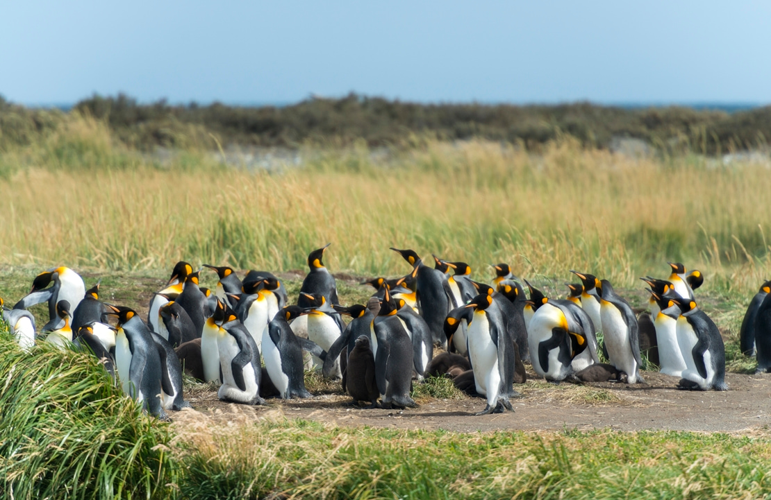 Voyage sur mesure au Chili - Une famille de manchots sur l'île Magdalena - Amplitudes