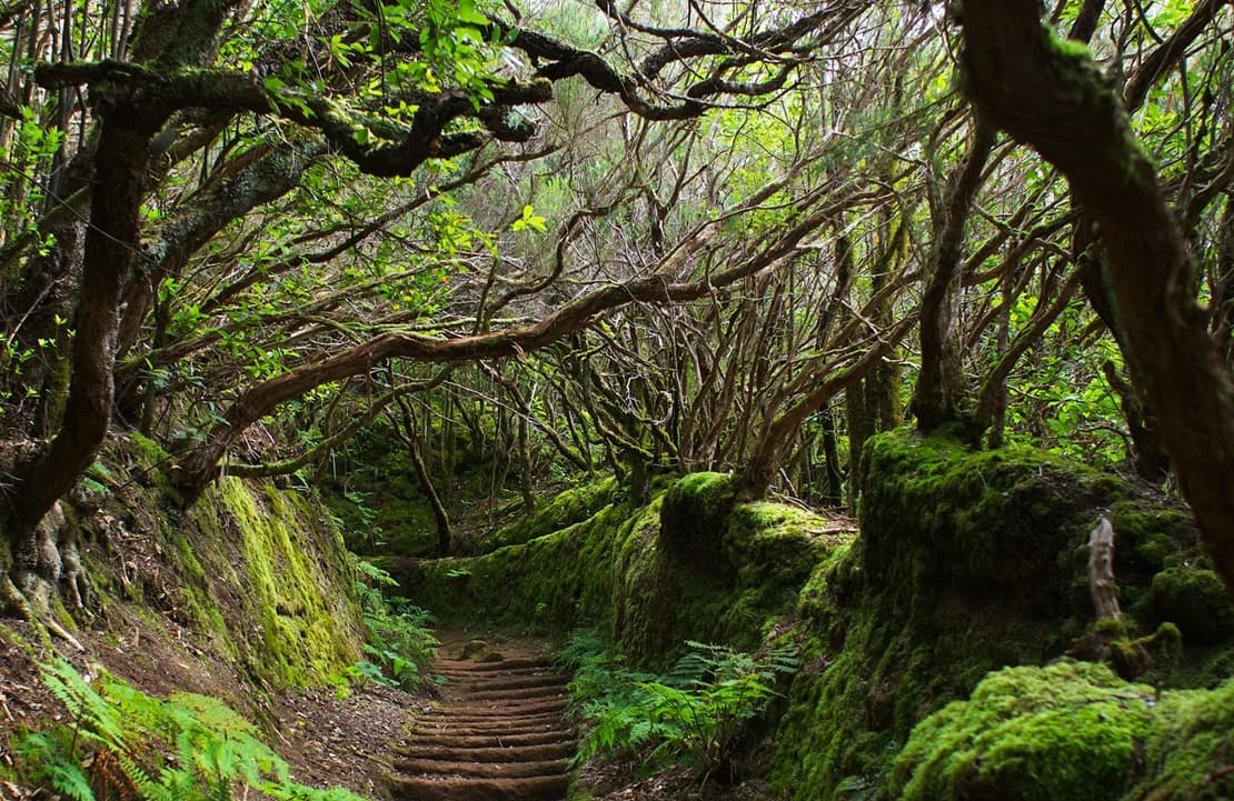 Voyage à contre-courant - Sentier verdoyant et mystérieux - Amplitudes 