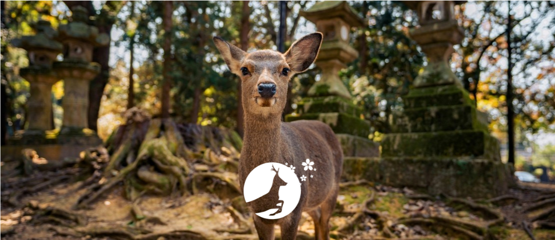 Voyage sur mesure au Japon - Un cerf sacré de la forêt de Nara - Amplitudes