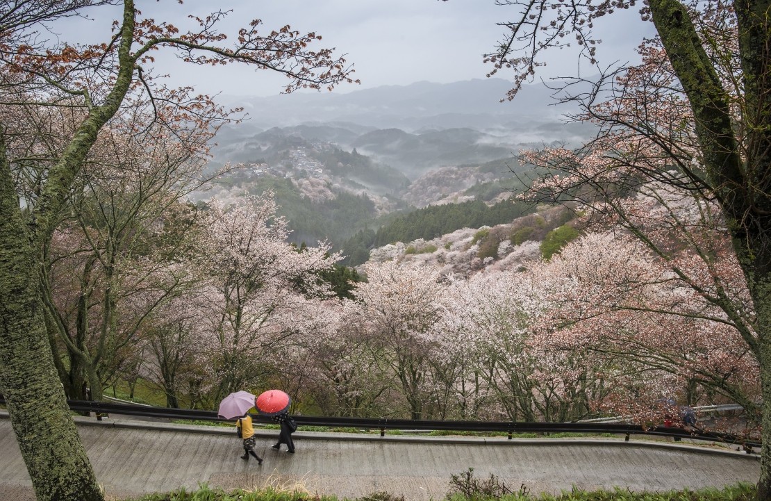 Voyage sur mesure au Japon - Les sakuras dans la préfecture de Nara - Amplitudes