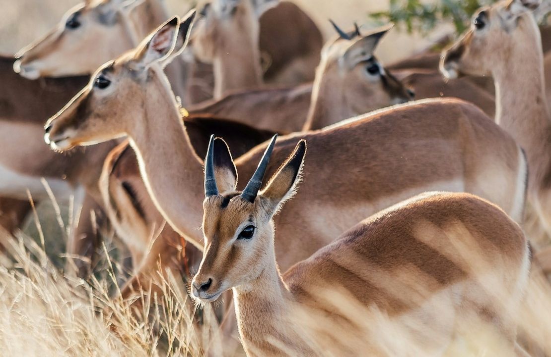 Safari Afrique du Sud - Image animalière - Amplitudes