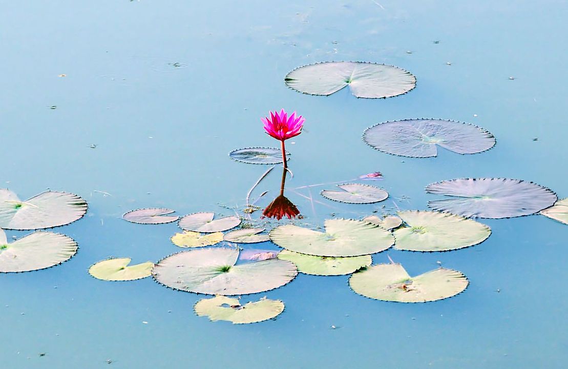 Voyage Cambodge - Image Nénuphar - Amplitudes