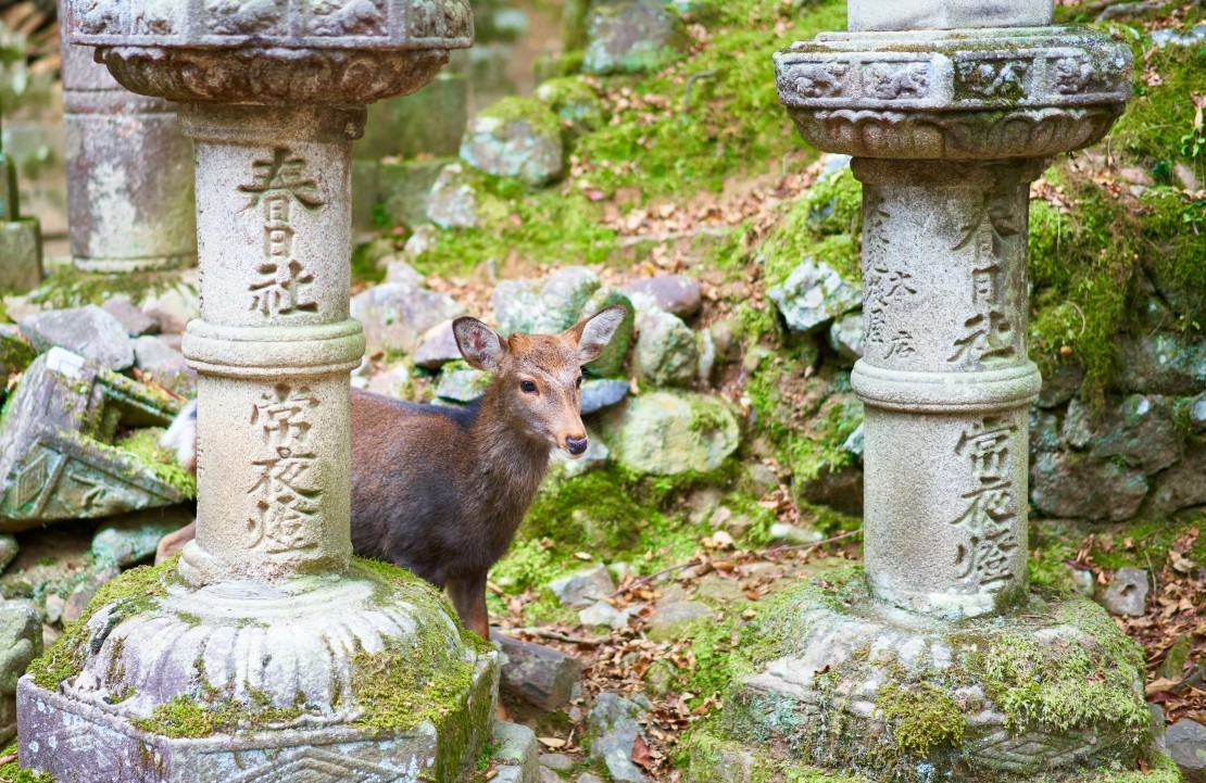 Voyage dans la préfecture de Nara - Un daim dans le parc de Nara - Amplitudes