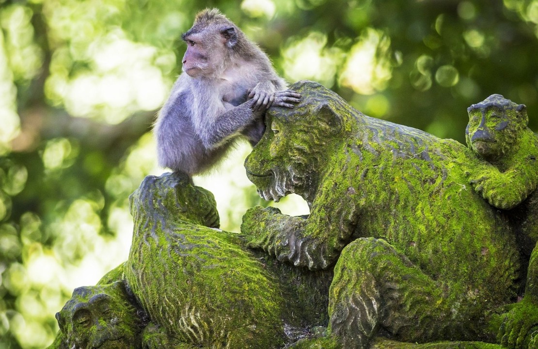 Voyage en famille à Bali - La forêt des singes - Amplitudes