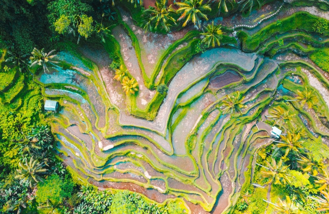 Voyage nature en Indonésie - Les rizières de Bali - Amplitudes