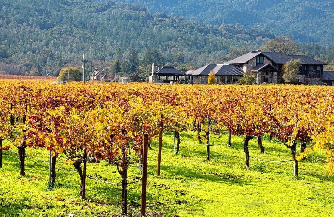 Séjour dans la vallée de Nappa - Les treilles des vignes californiennes  - Amplitudes