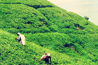 partir_asie_voyager_au_sri_lanka_visiter_temple