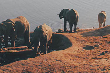 pano Zimbabwe