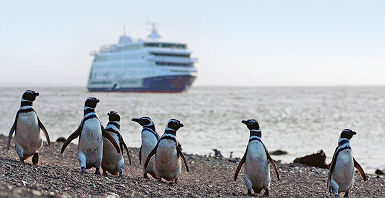 Croisière Australis - Cape Horn & Patagonie, Pingouins