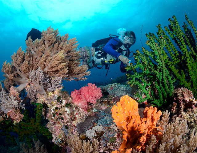 SeaDoors Croisières Plongée - Visayas