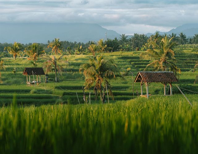 Rizières à Bali