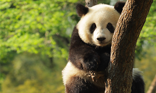 partir_en_chine_voir_des_pandas_geants_bifengxia