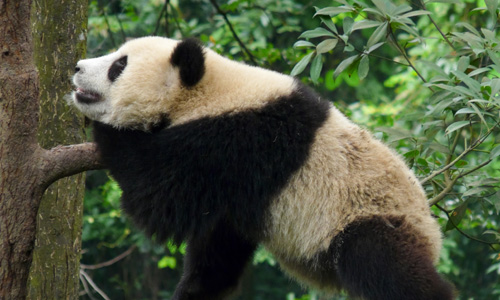 voyage_chine_voir_les_grands_pandas_du_sichuan