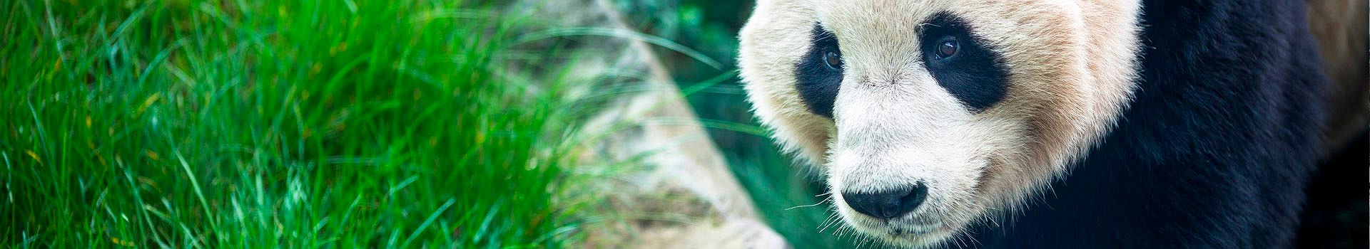 pano-pandas-sichuan