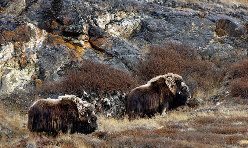 voyage_groenland_ilulissat_boeuf_musque