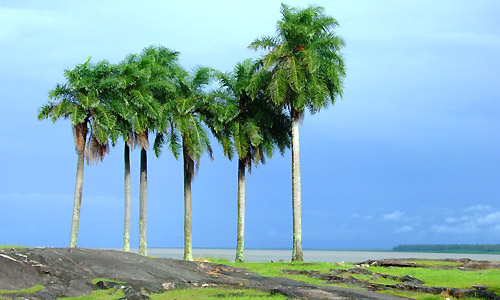 voyage_guyane_foret_cayenne_awada_yalimado_regina