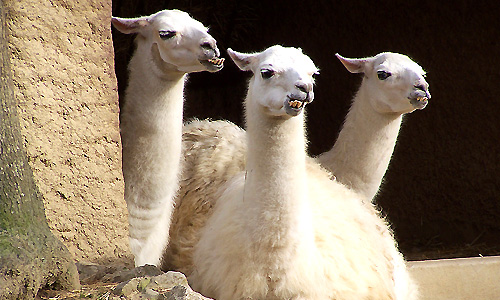 voyage_bolivie_lac_titicaca_la_paz_san_cruz