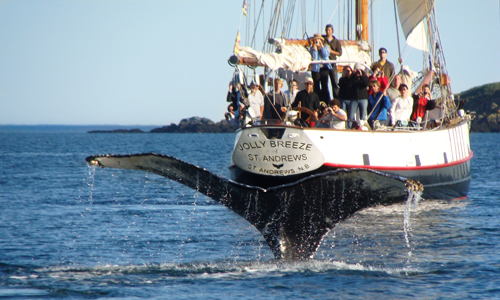 voir_baleines_canada_baie_de_fundy