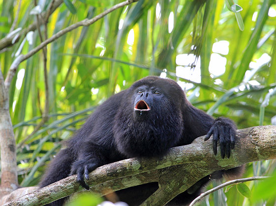 Singe hurleur du Belize