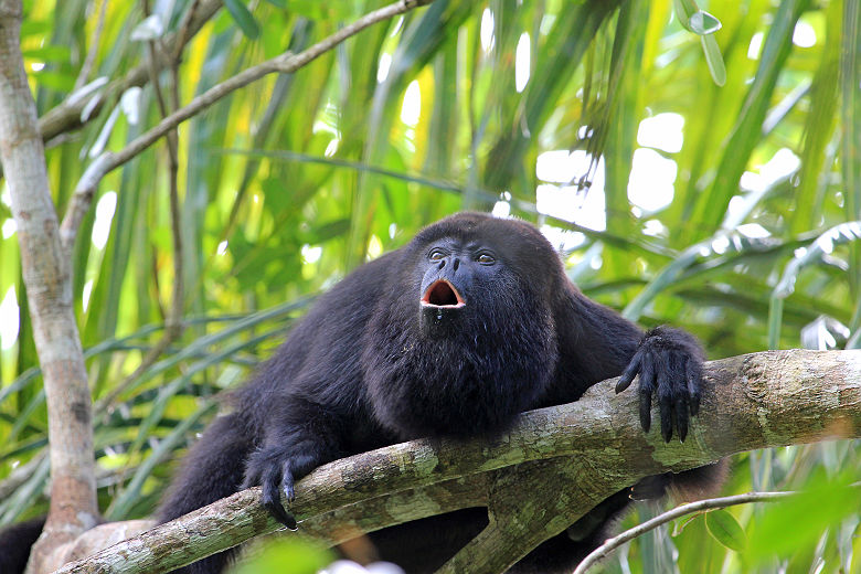 Singe hurleur du Belize