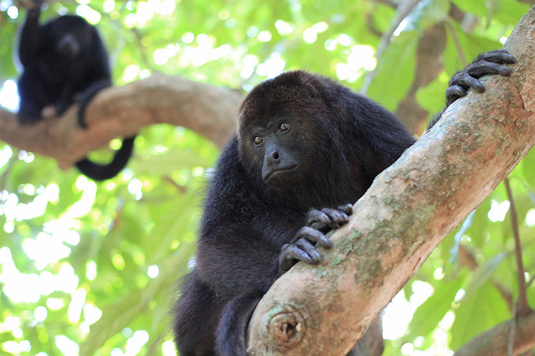 Singes hurleurs du Belize