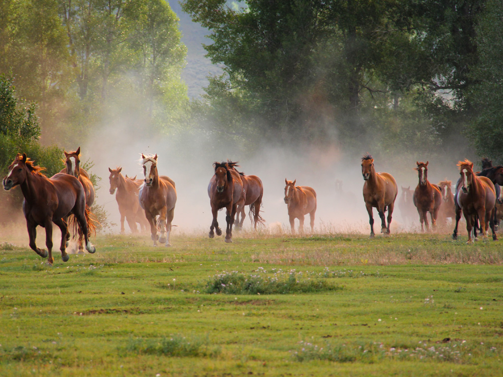 voyage_sejour_ranch_goosewing_jackson_hole_usa