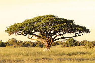 Acacia en Afrique