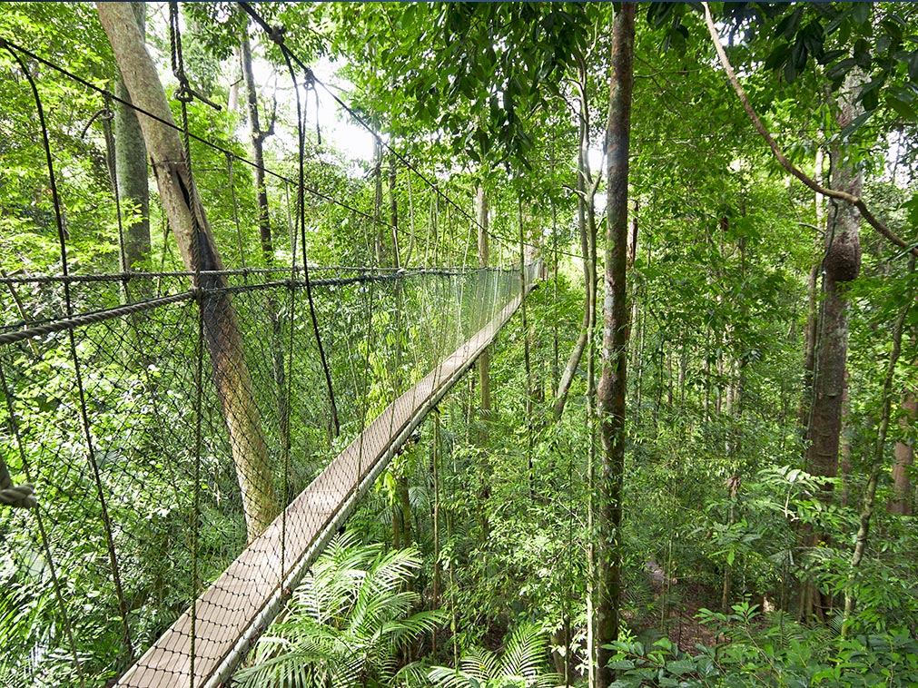 taman_negara_malaisie_pont_suspendu_foret_tropical