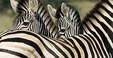 Zèbres dans le parc Kruger