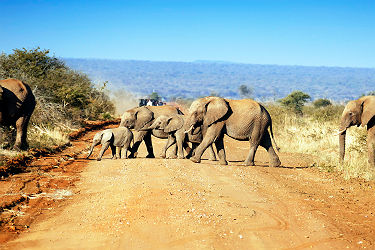 Afrique - Troupeau d'éléphants à la réserve naturelle Madikwe