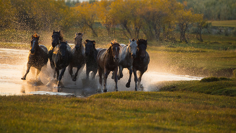 Chevaux au galop - Mongolie