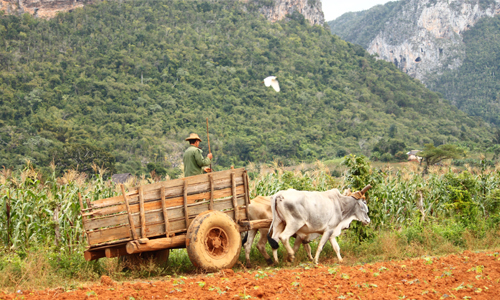 voir_champs_de_tabac_visiter_vinales_voyage_cuba_