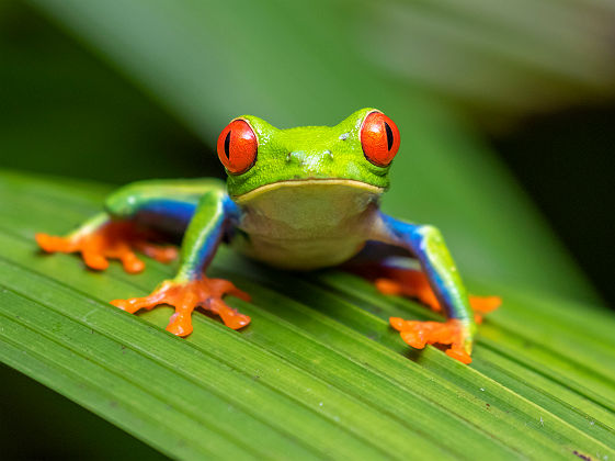 Rainette aux yeux rouges - Costa Rica