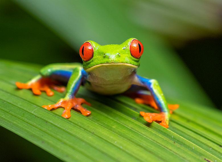 Rainette aux yeux rouges - Costa Rica