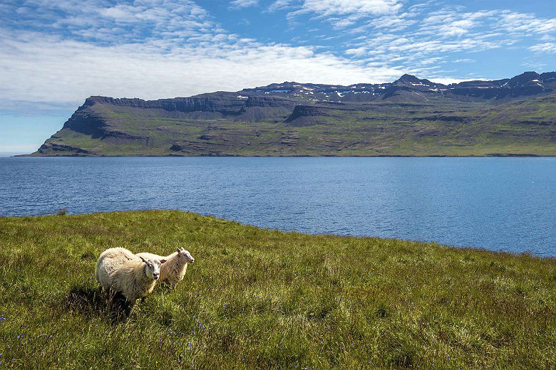 Two Sheeps staying in the green meadow of Mjoifjordur