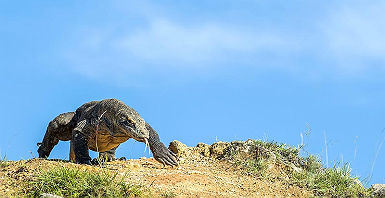 accroche-dragons-komodo