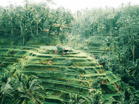 Rizière Tegalagang à Ubud-Bali