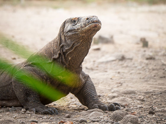 Dragon de Komodo dans le Parc National de Komodo