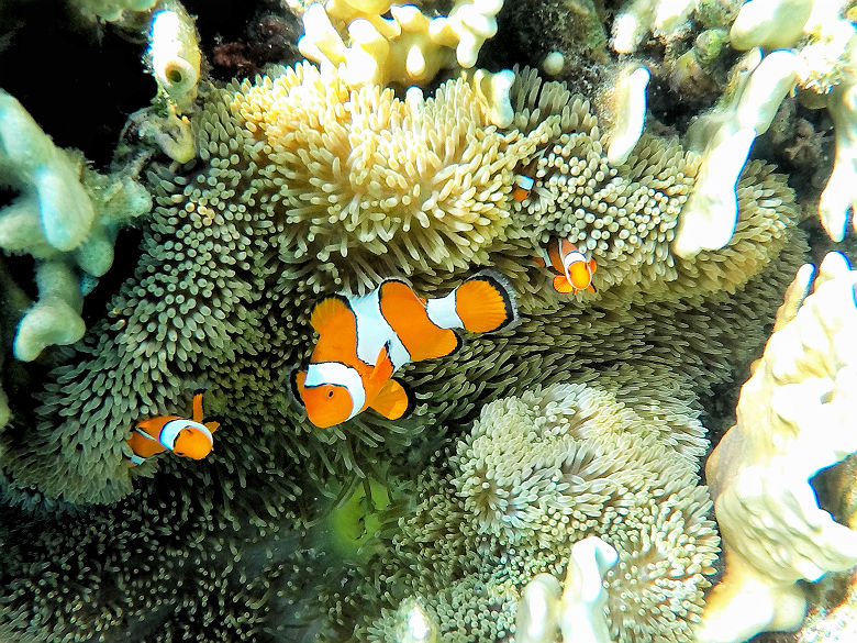 Poisson Clown dans les récifs des îles Komodo