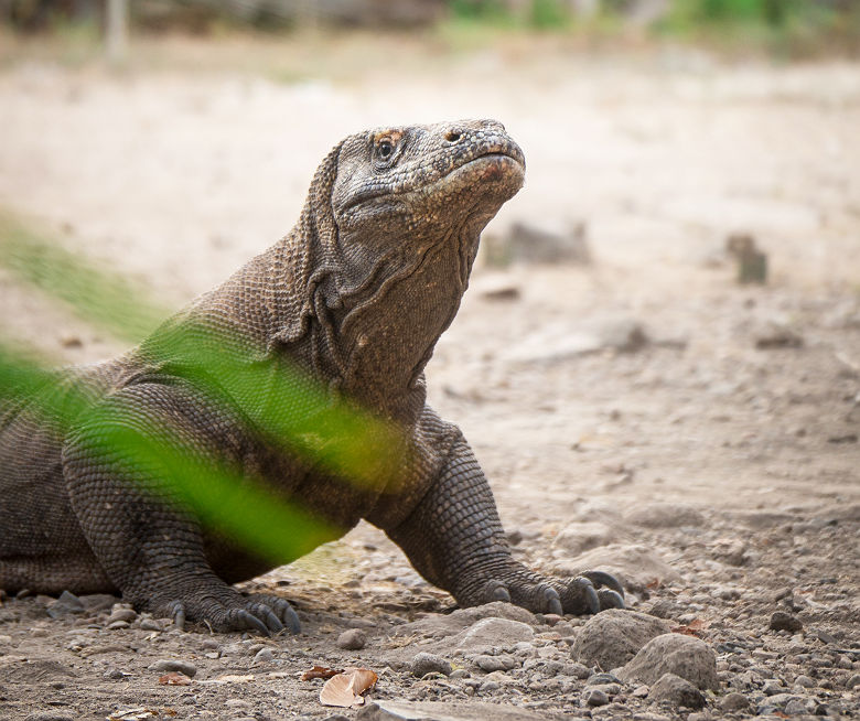 Dragon de Komodo dans le Parc National de Komodo