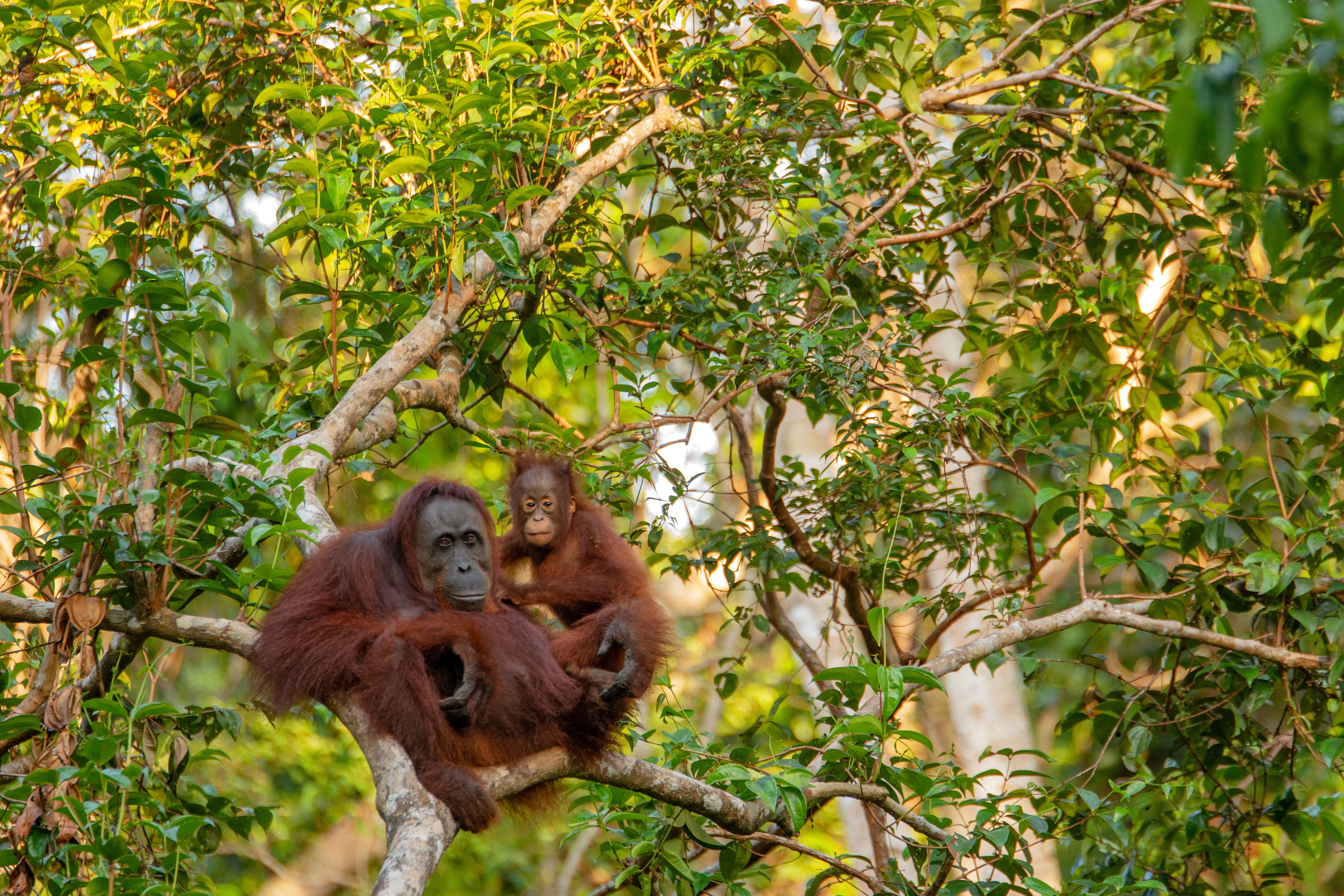 orangoutan_dans_la_jungle_de_borneo